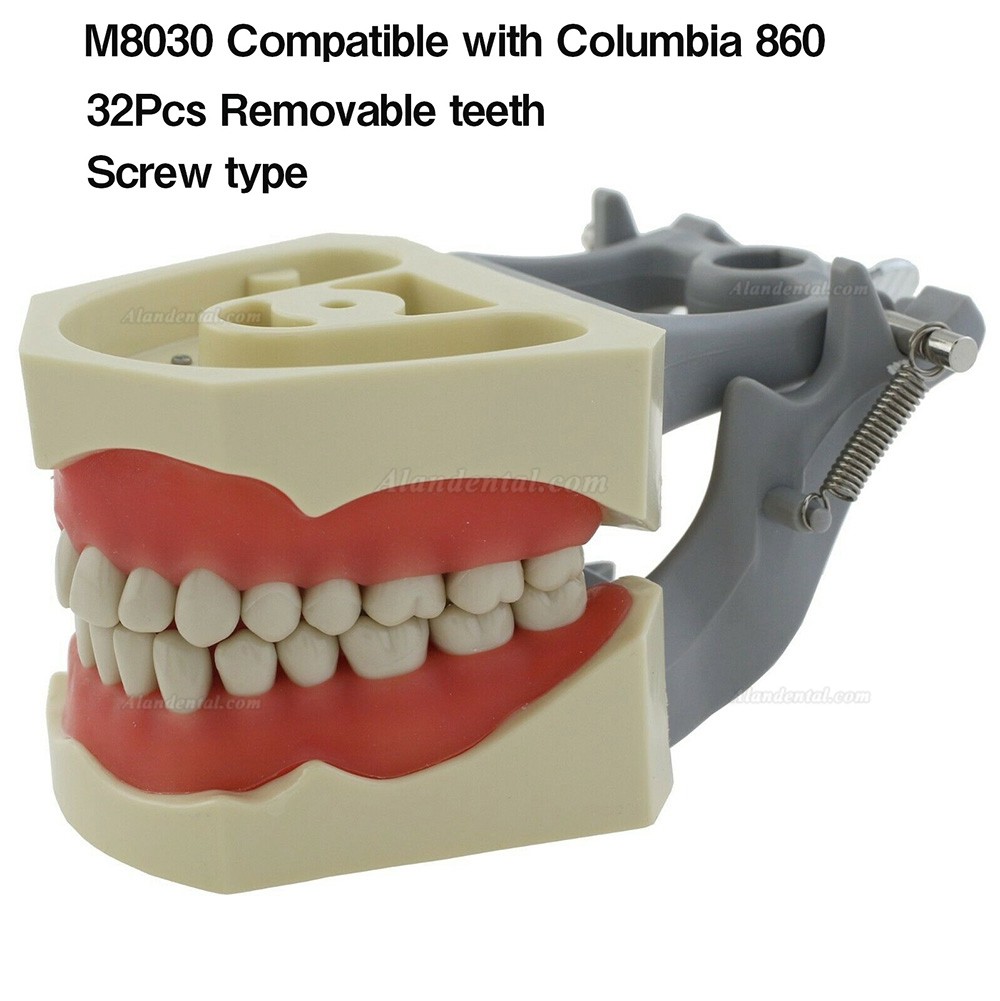 Dental Restorative Typodont Model 32Pcs Teeth M8030 Compatible with Columbia 860